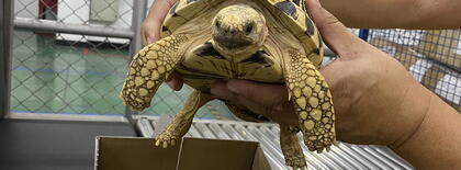 3 Thailand turtles seized customs.jpeg